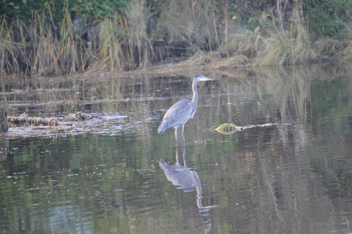 Great Blue Heron - ML643842060