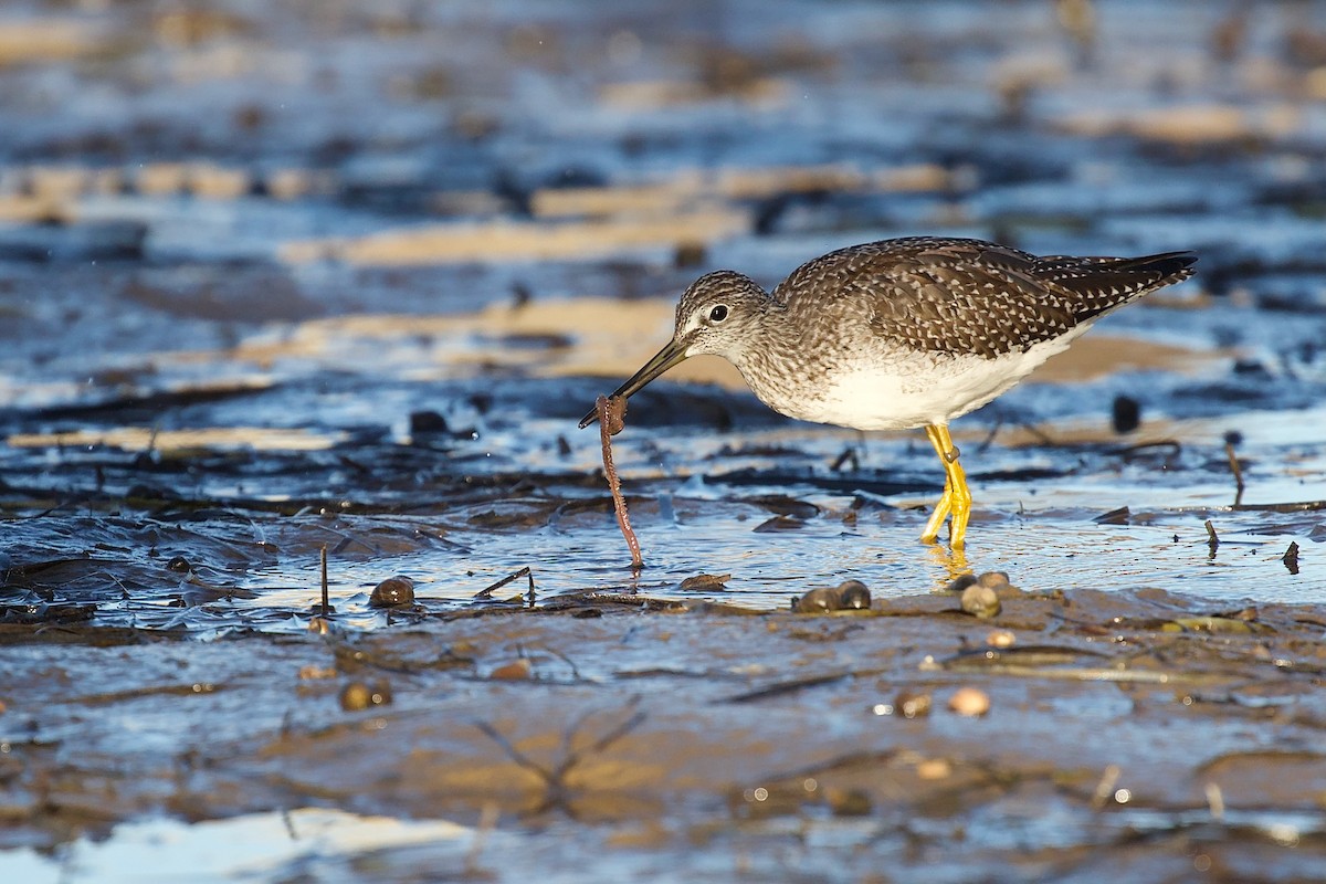 Greater Yellowlegs - ML643842061