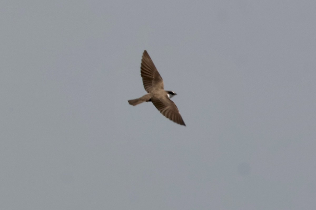 Banded Martin - ML643842063