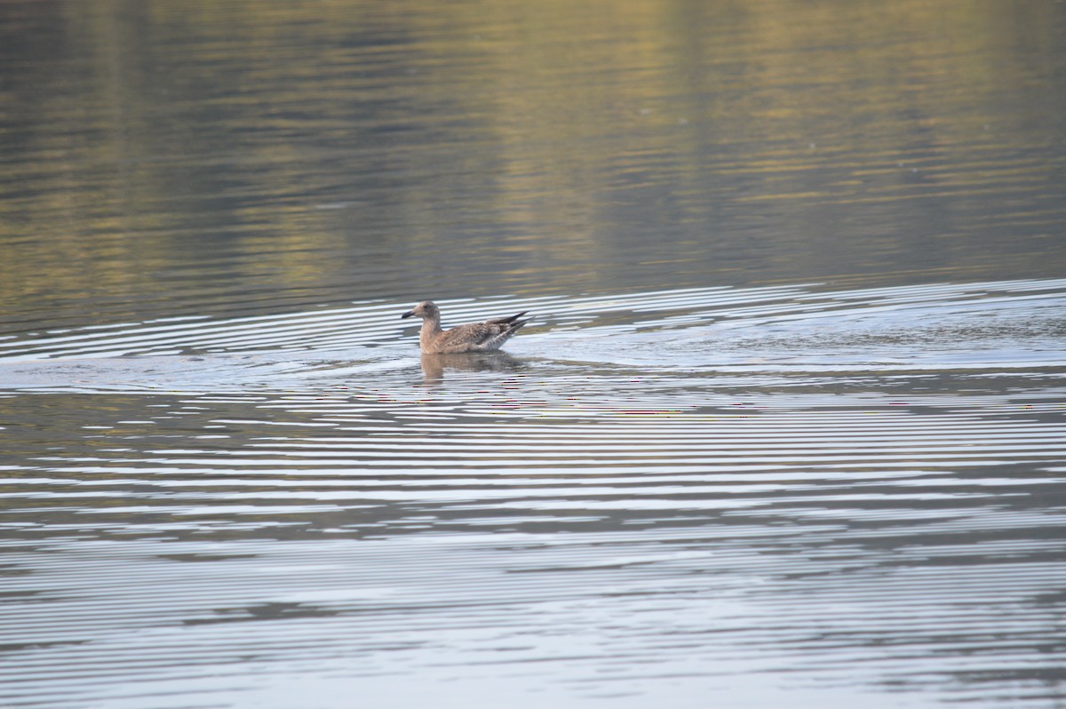 Western Gull - ML643842065