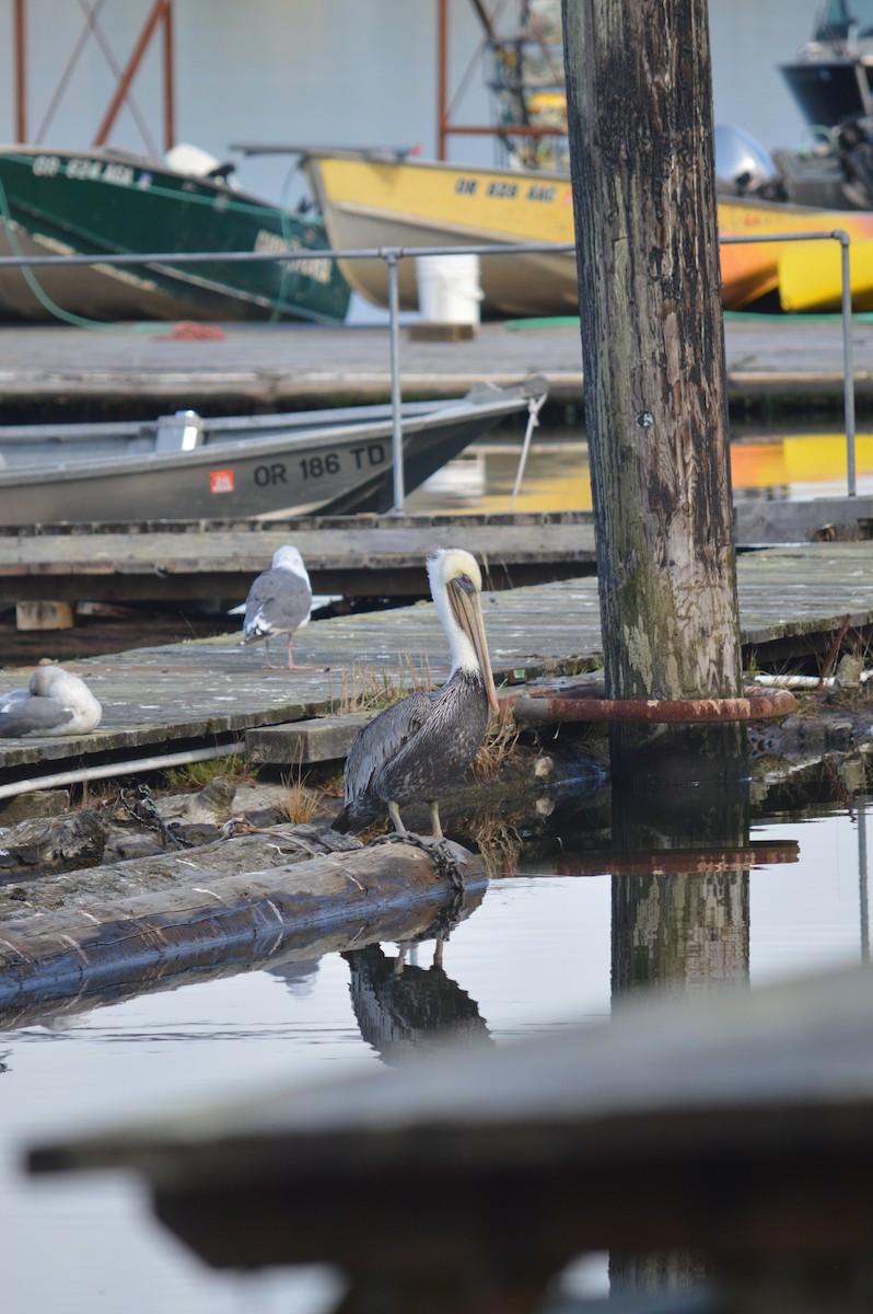 Brown Pelican - ML643842071