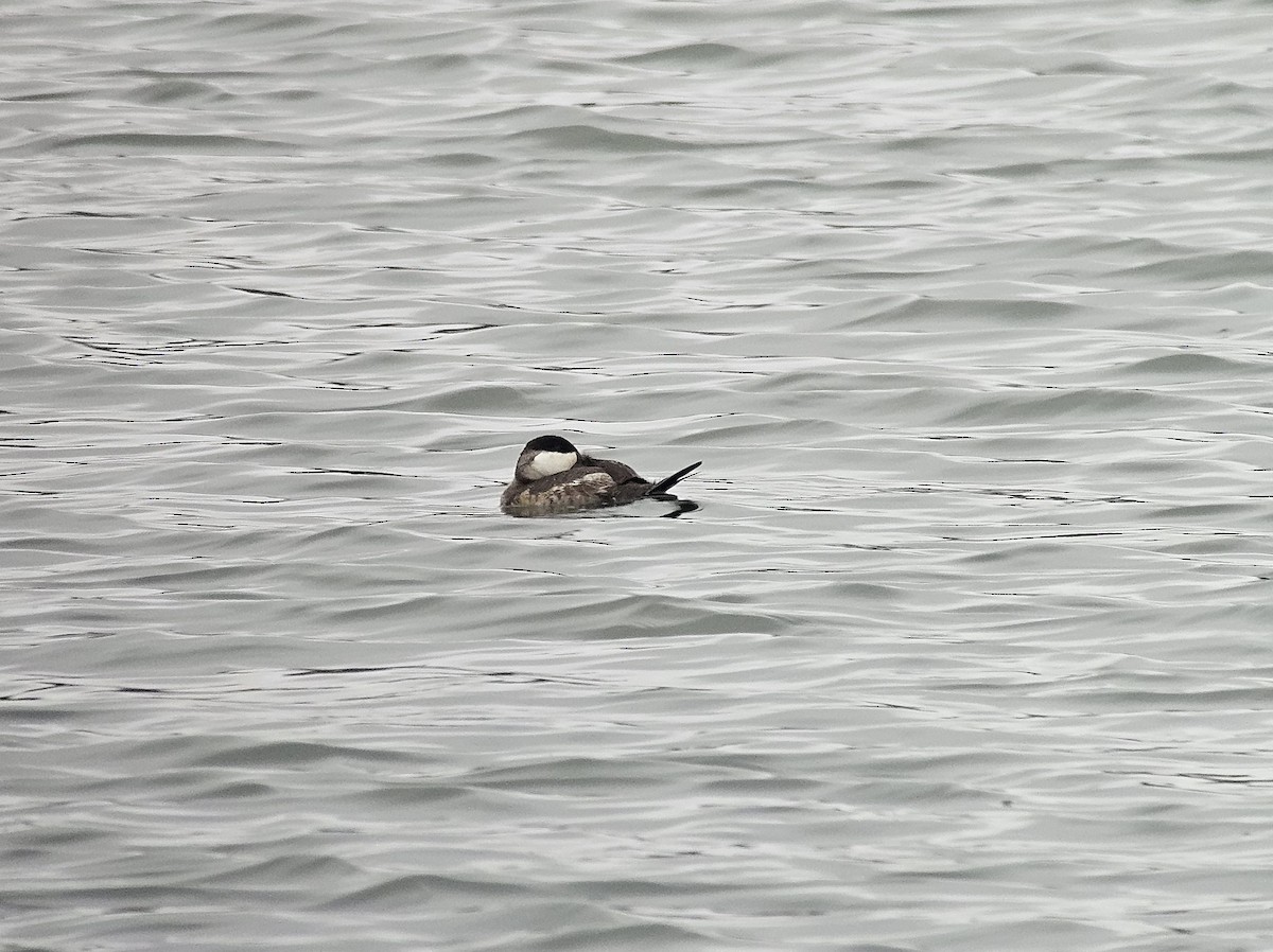 Ruddy Duck - ML643842101