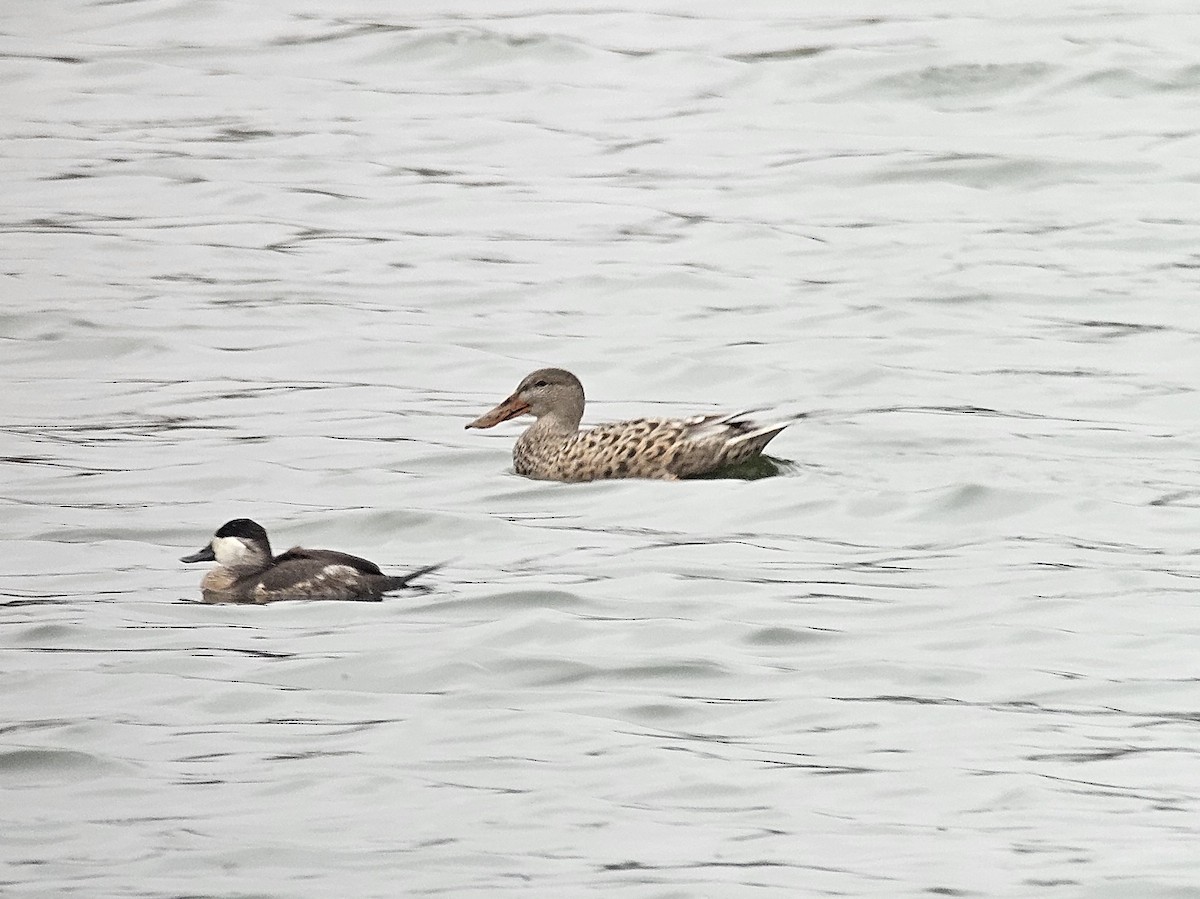 Ruddy Duck - ML643842102
