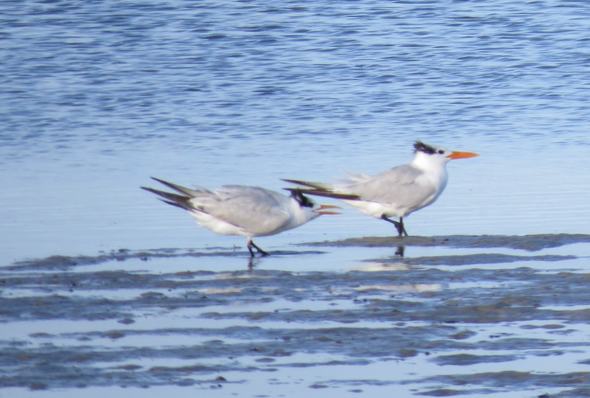 Royal Tern - ML643842108
