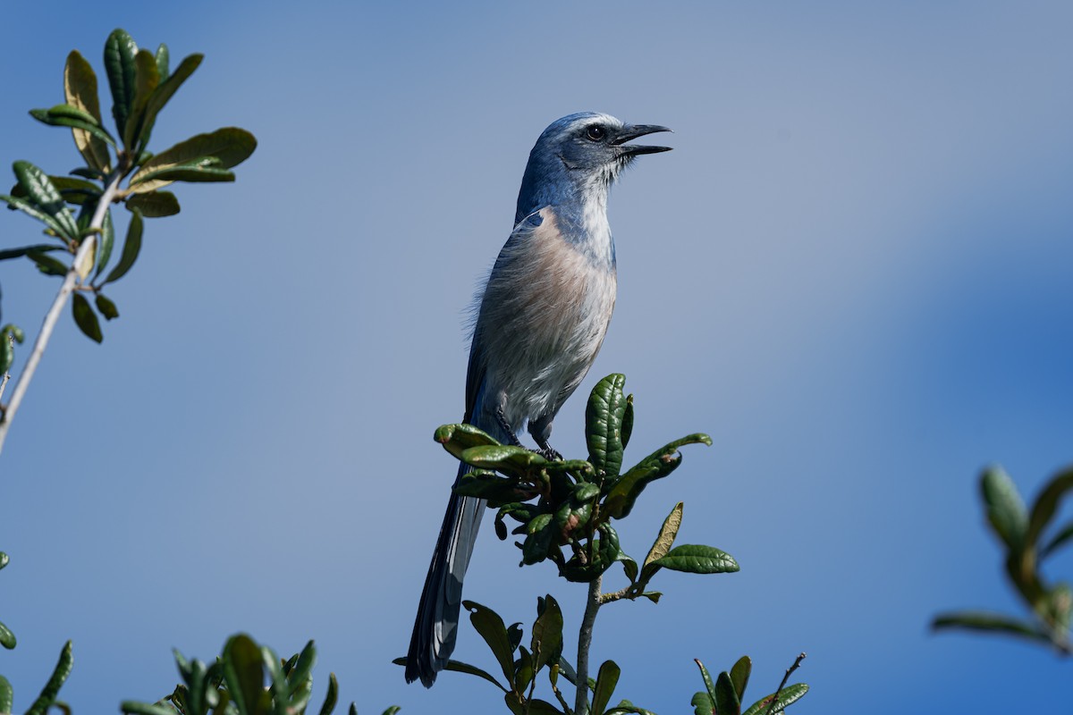 Florida Scrub-Jay - ML643842110