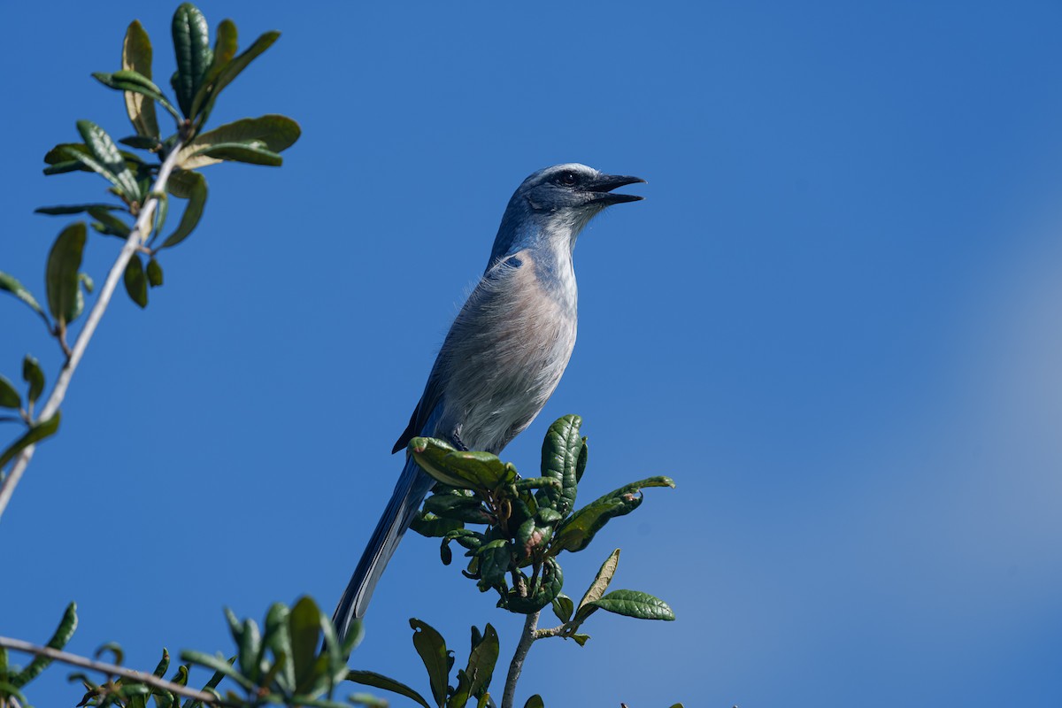 Florida Scrub-Jay - ML643842111