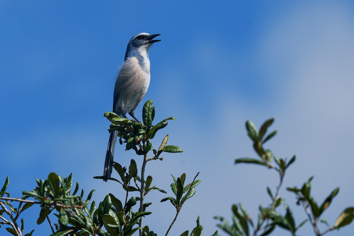 Florida Scrub-Jay - ML643842112