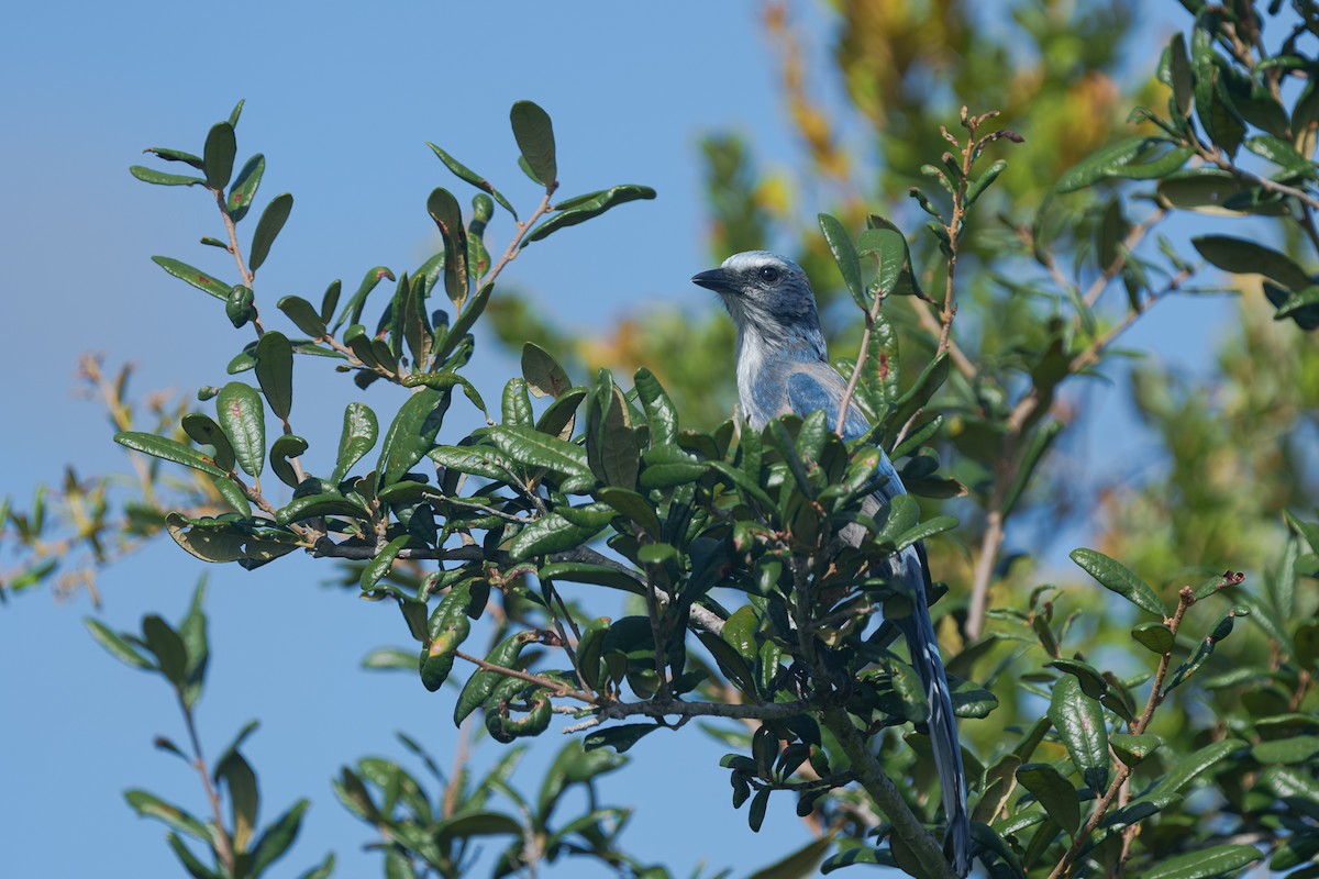 Florida Scrub-Jay - ML643842113