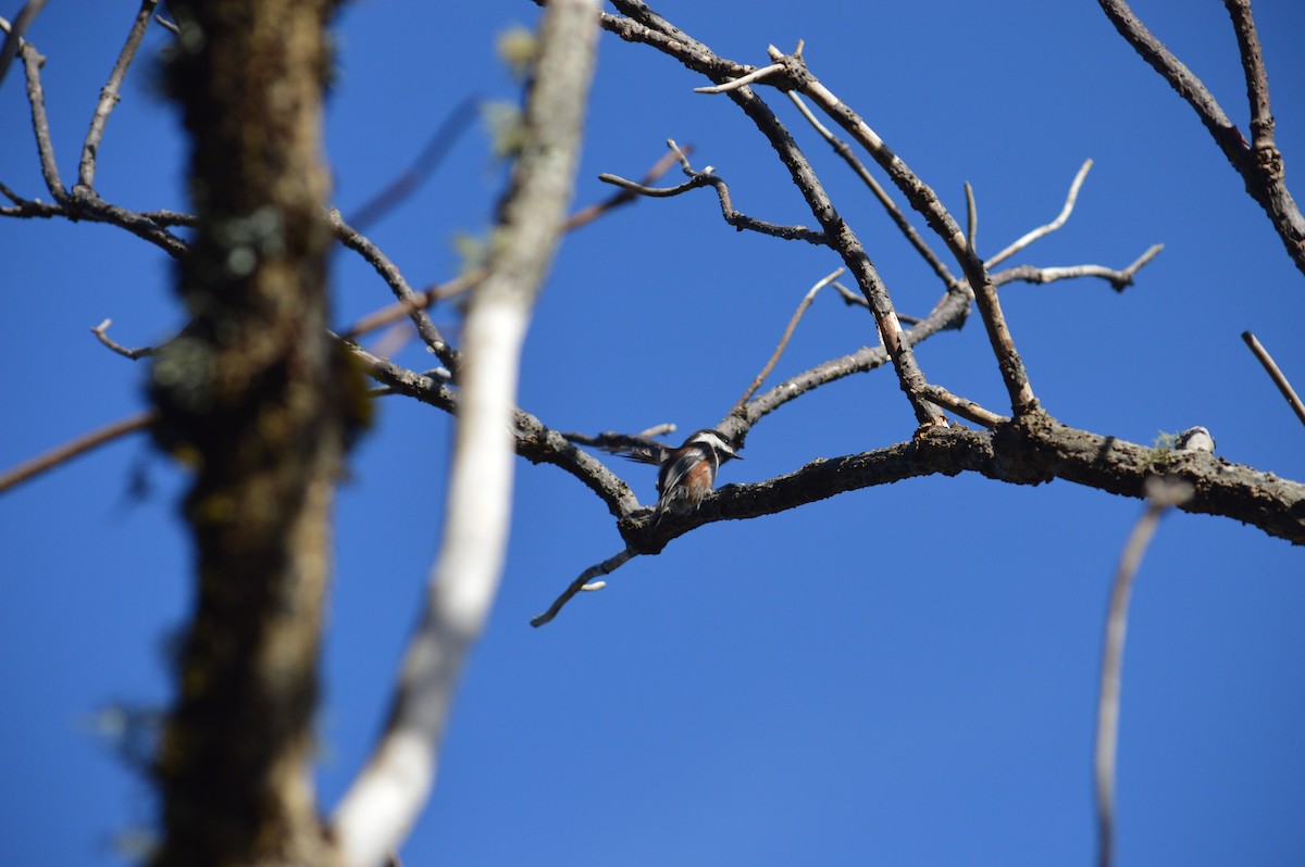 Chestnut-backed Chickadee - ML643842133