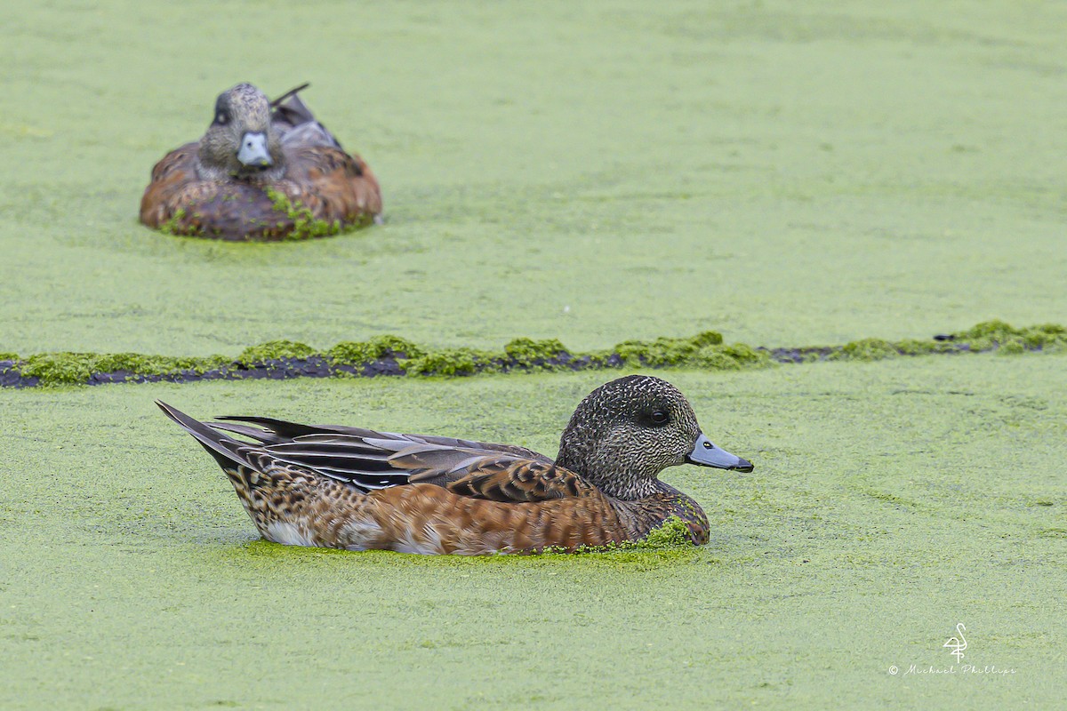 American Wigeon - ML643842134