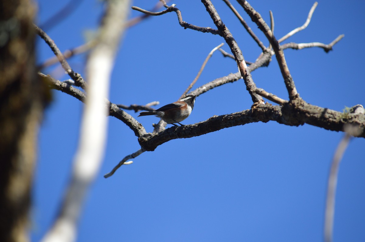 Chestnut-backed Chickadee - ML643842135