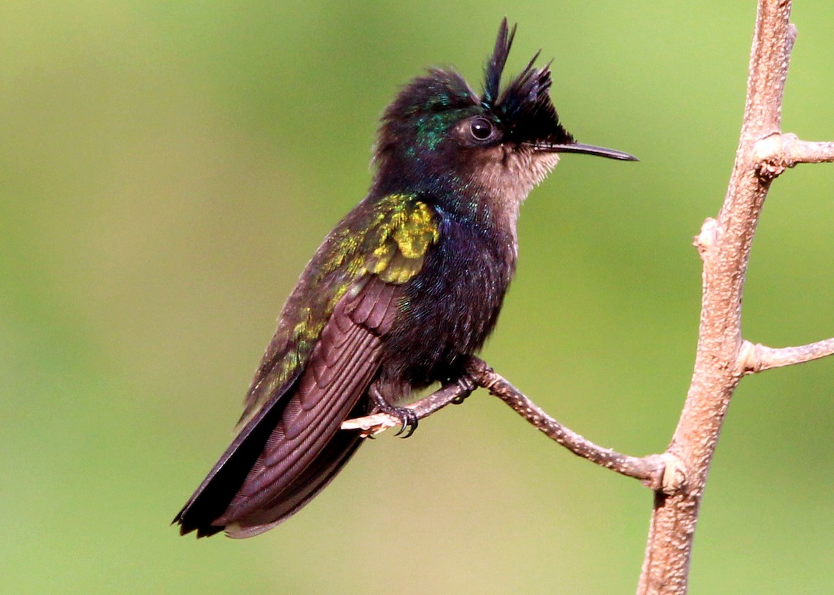 Antillean Crested Hummingbird - ML643842142
