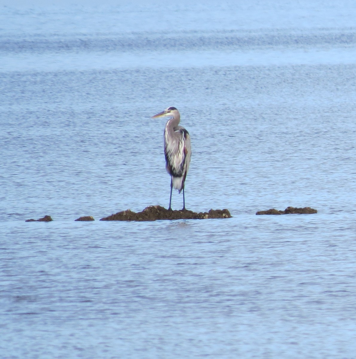 Great Blue Heron - ML643842145