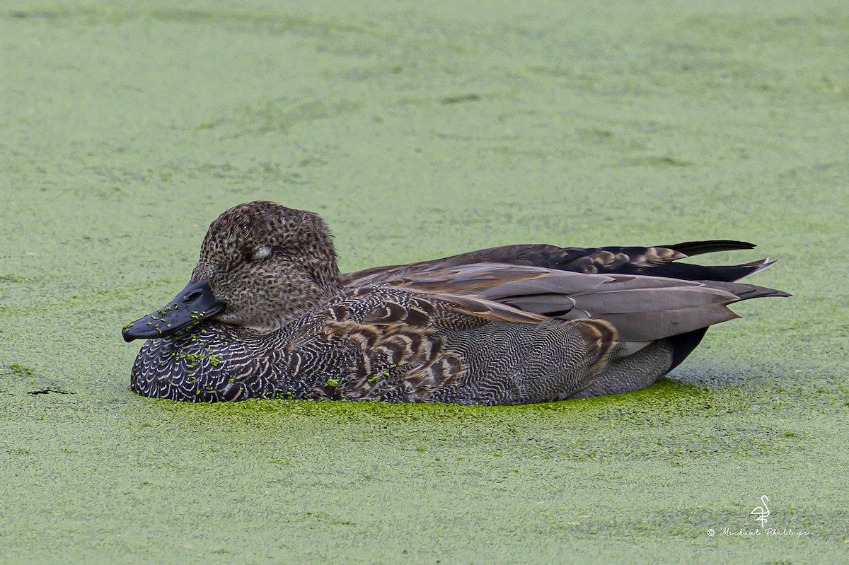 Canard chipeau - ML643842152