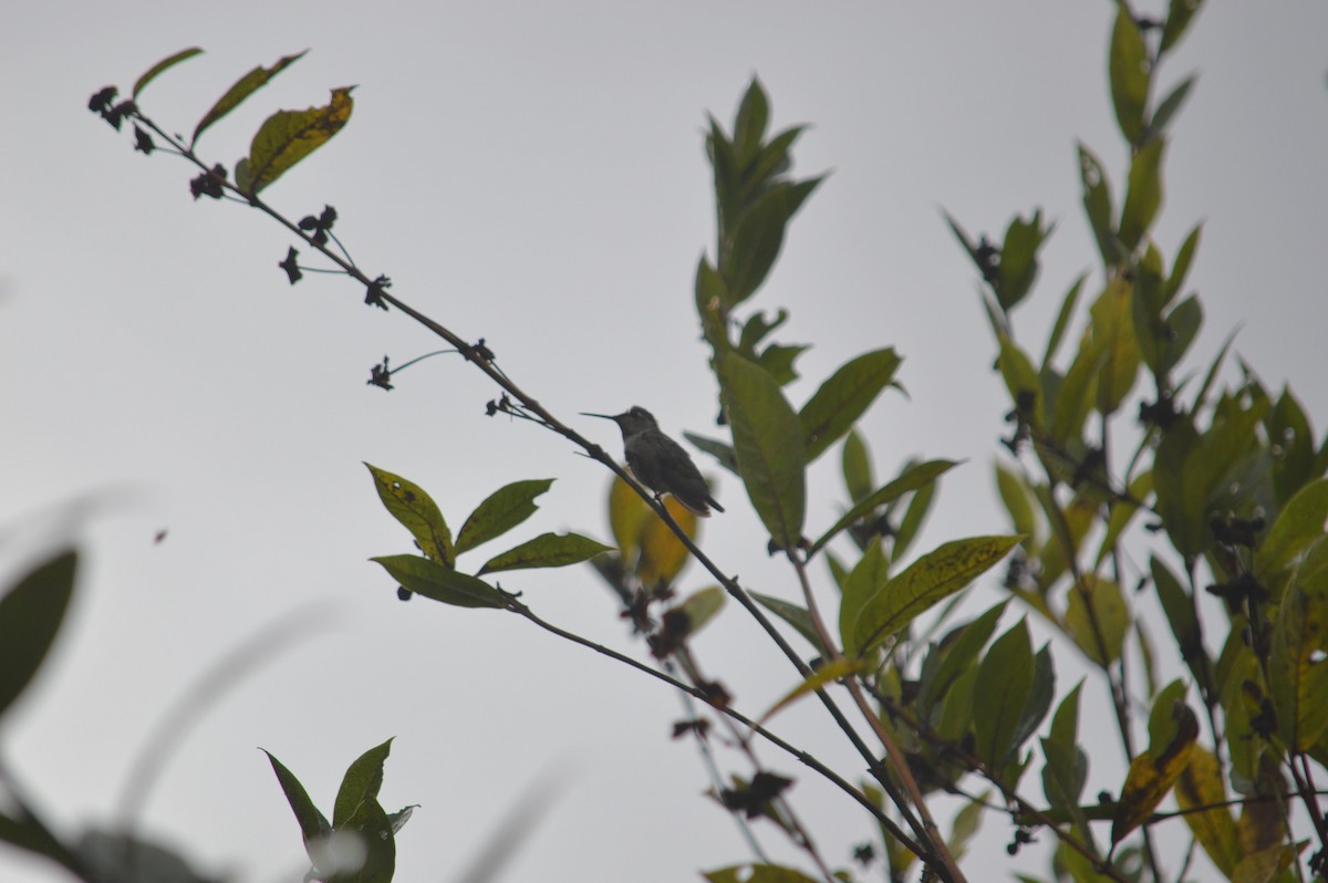 Anna's Hummingbird - ML643842154