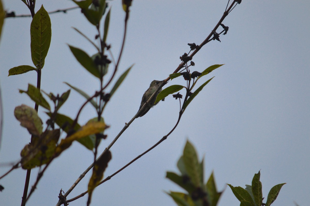 Anna's Hummingbird - ML643842155