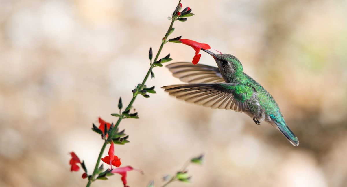 Broad-billed Hummingbird - ML643842158