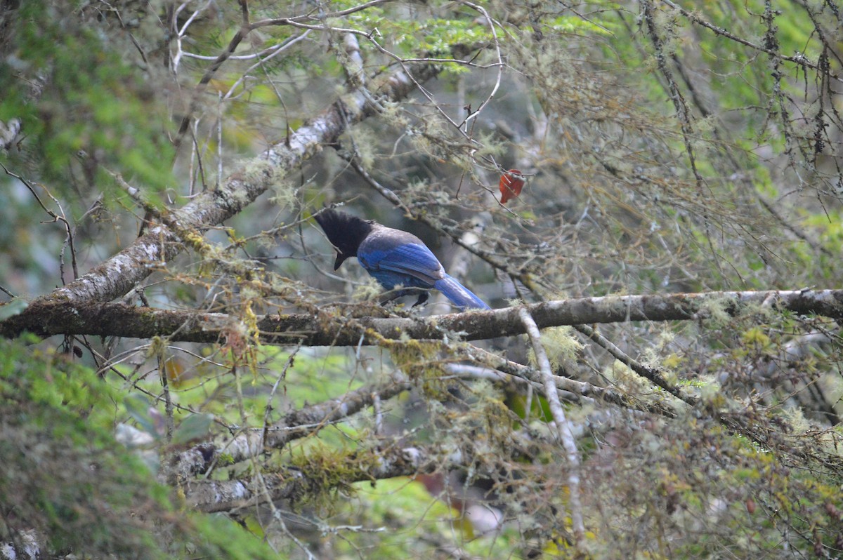 Steller's Jay - ML643842160
