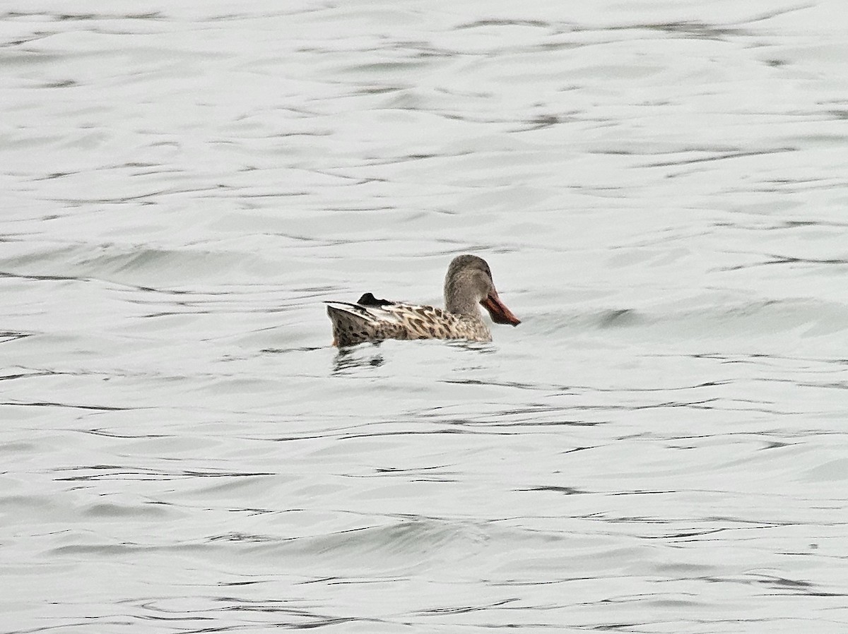 Northern Shoveler - ML643842172