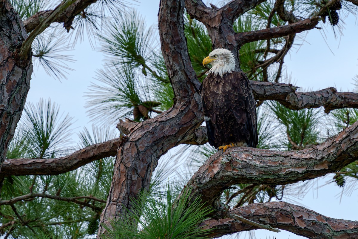 Bald Eagle - ML643842199