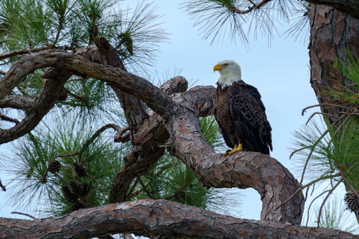 Bald Eagle - ML643842200