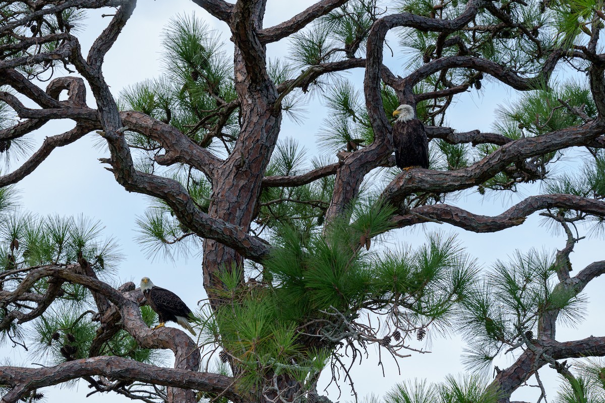 Bald Eagle - ML643842201