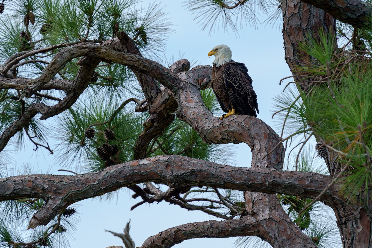 Bald Eagle - ML643842202