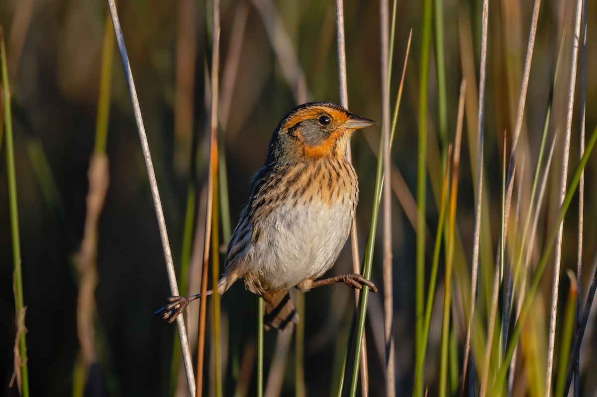 Saltmarsh Sparrow - ML643842207
