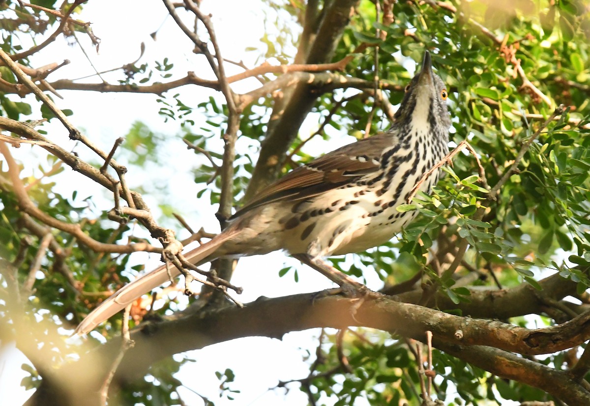 Long-billed Thrasher - ML643842211