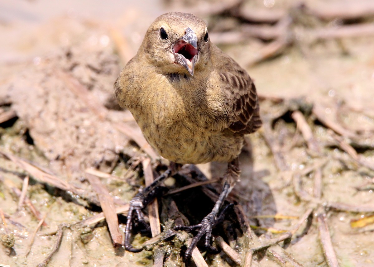 Shiny Cowbird - ML643842212