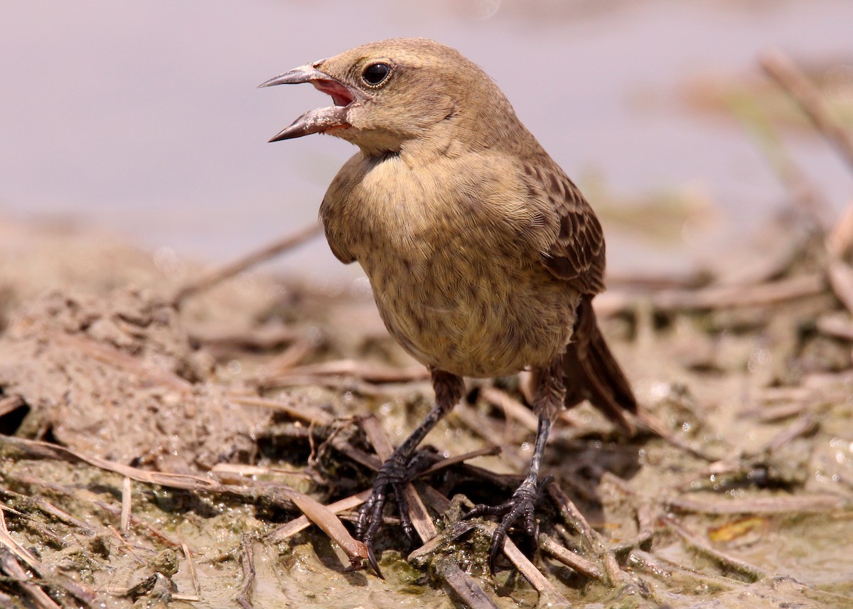 Shiny Cowbird - ML643842213