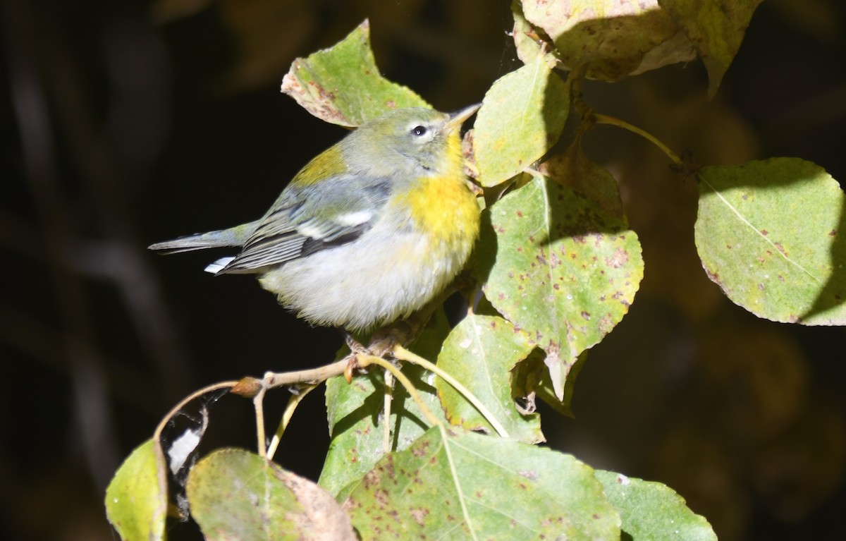 Northern Parula - ML643842217