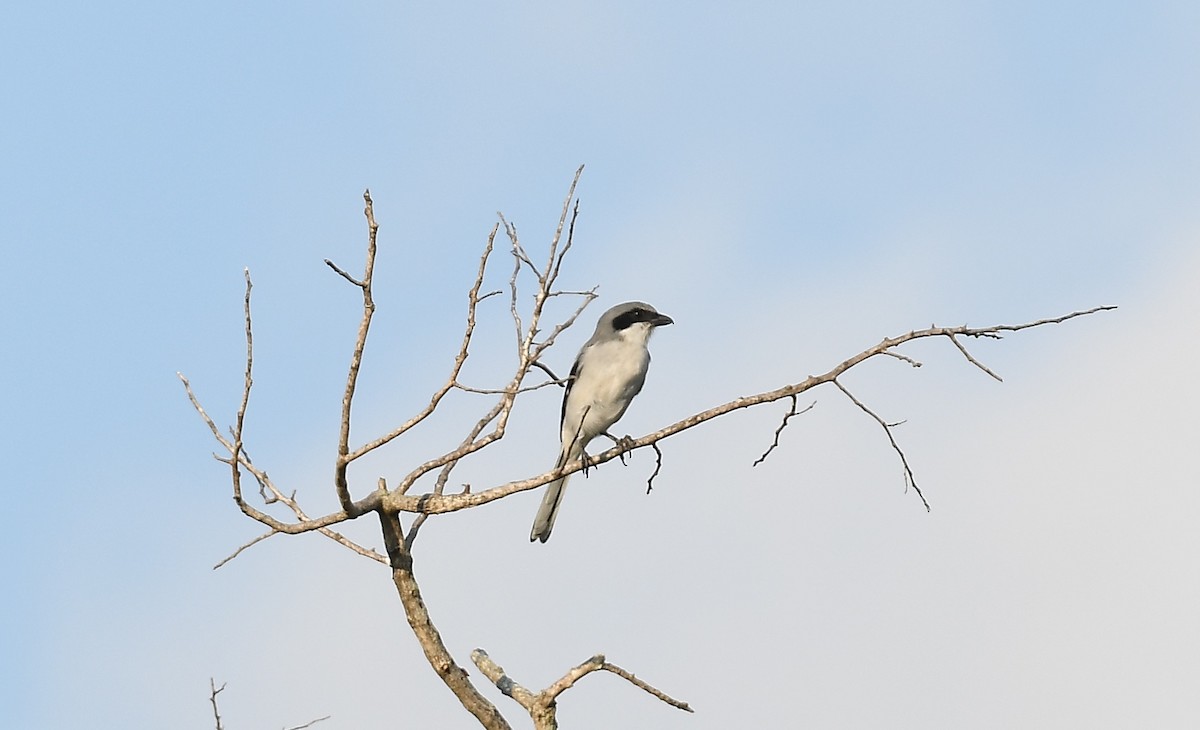 Loggerhead Shrike - ML643842241
