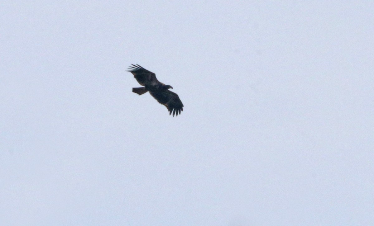 Bald Eagle - ML643842258