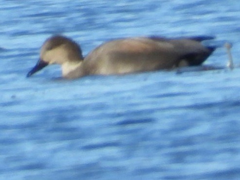 Canard chipeau - ML643842267