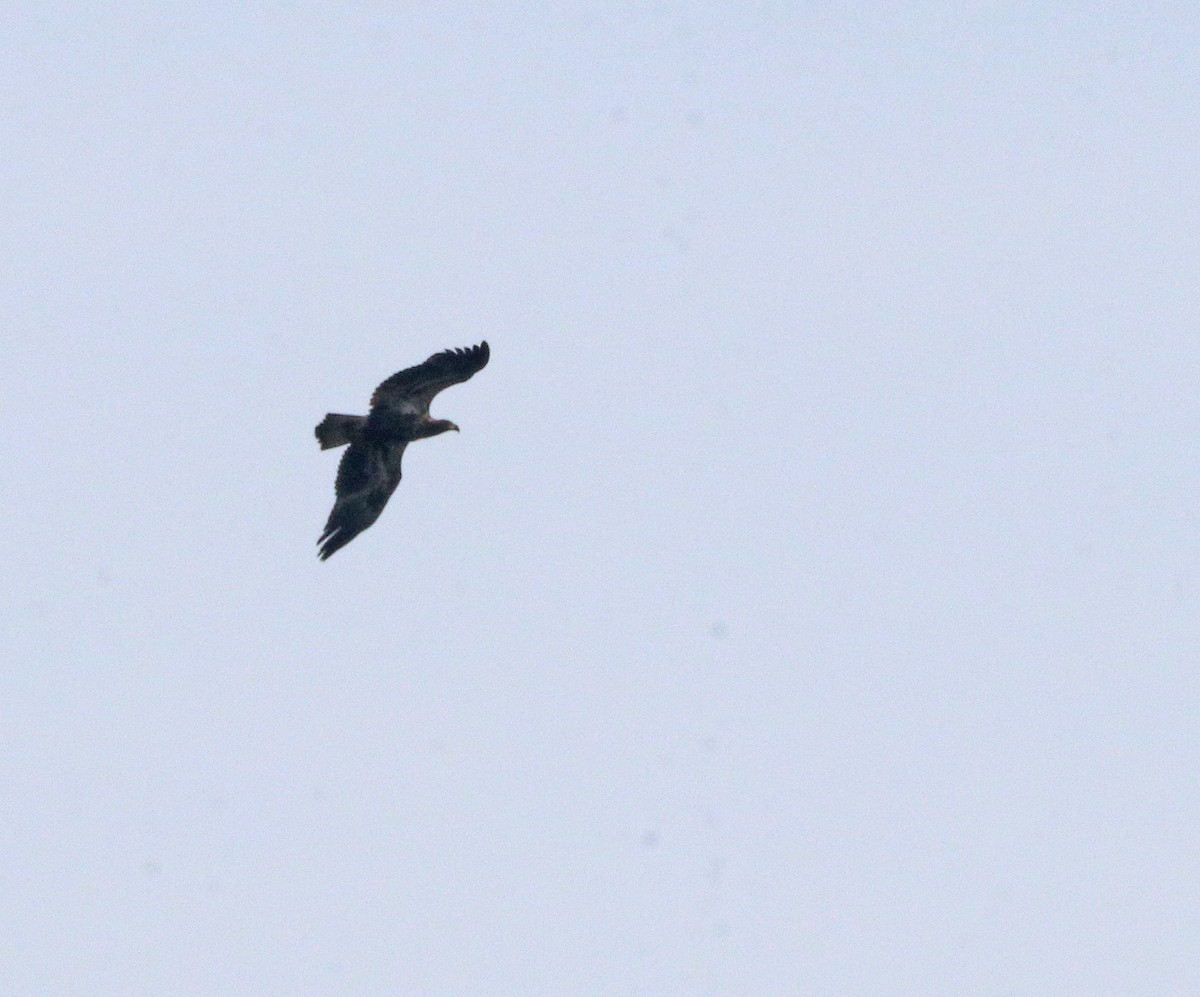 Bald Eagle - ML643842269