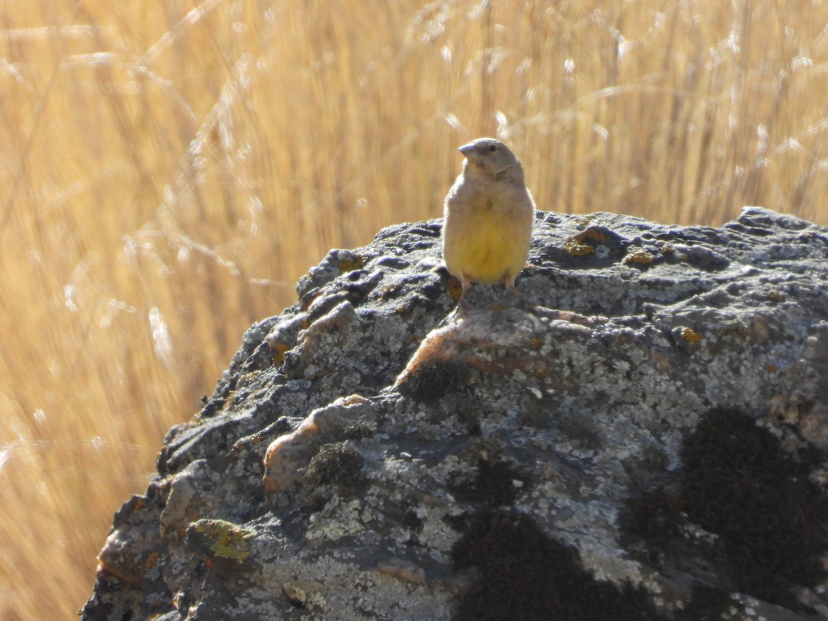 Greenish Yellow-Finch - ML643842271