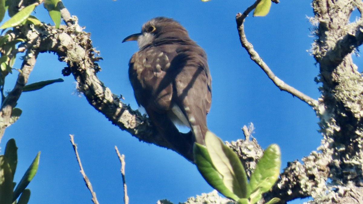 Yellow-billed Cuckoo - ML643842272