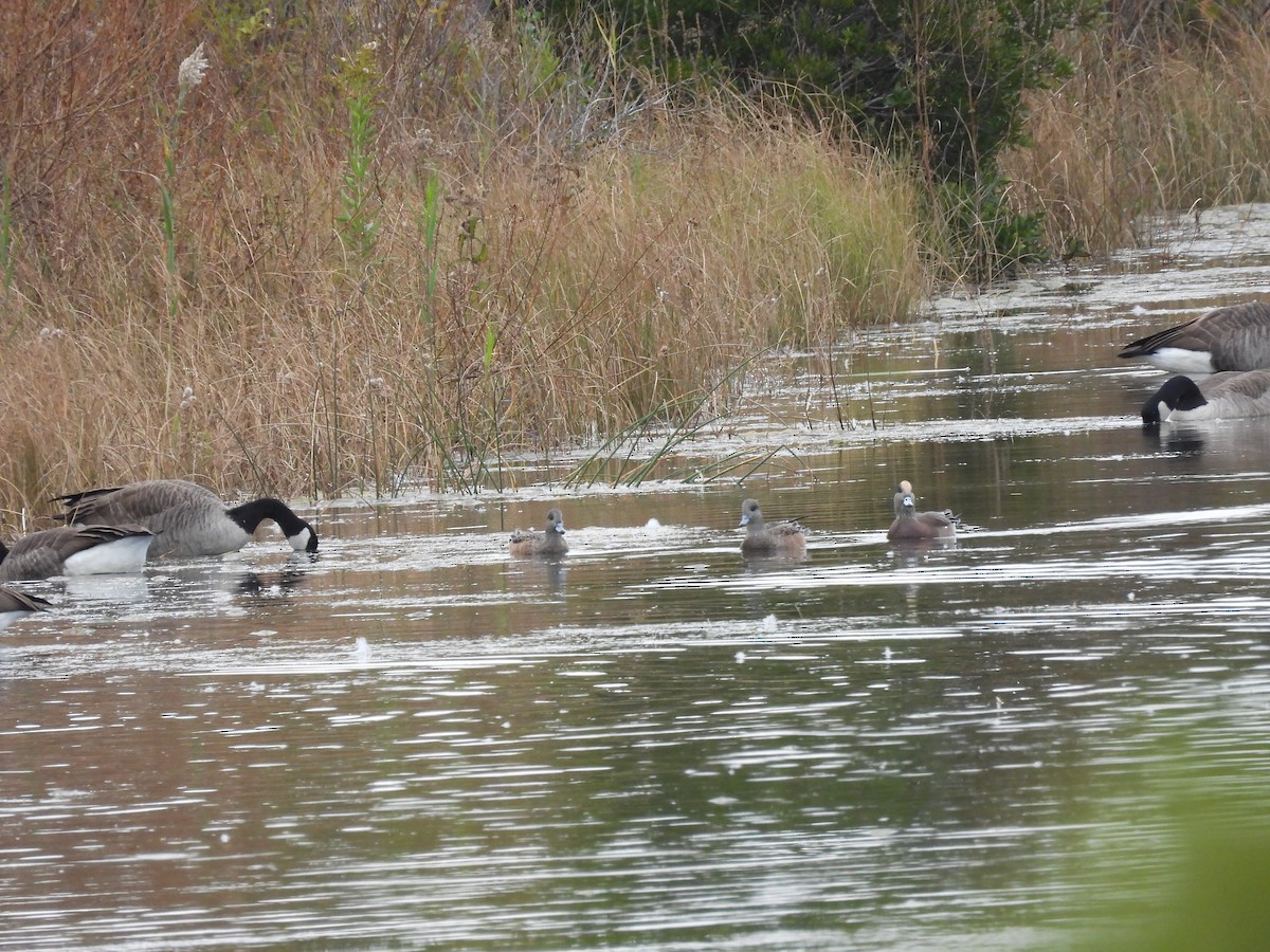 American Wigeon - ML643842275
