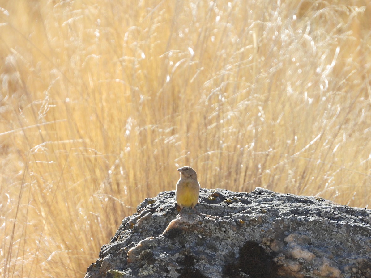Greenish Yellow-Finch - ML643842278