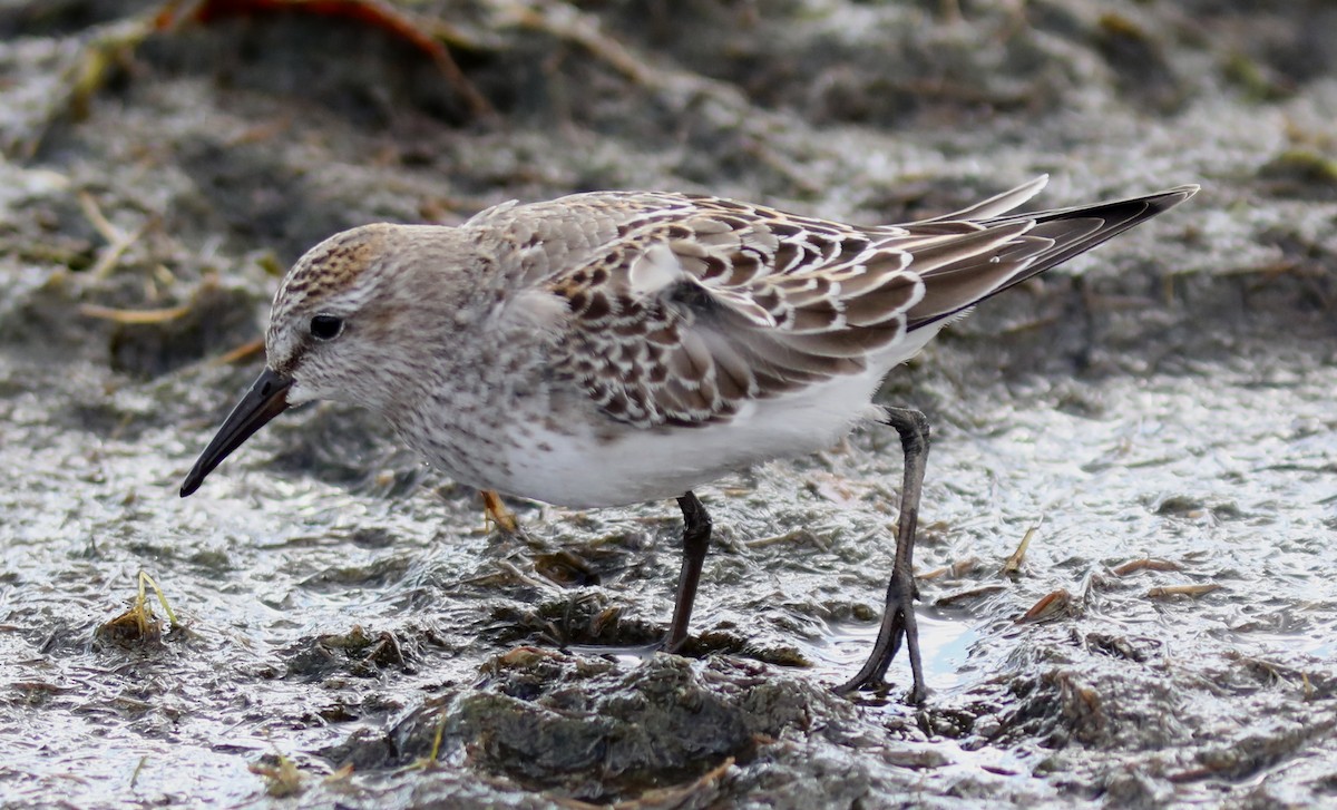 White-rumped Sandpiper - ML643842306