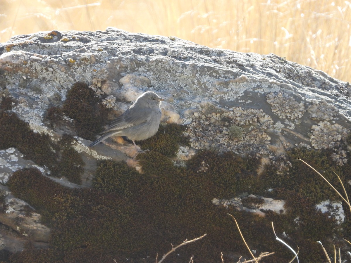 Plumbeous Sierra Finch - ML643842310