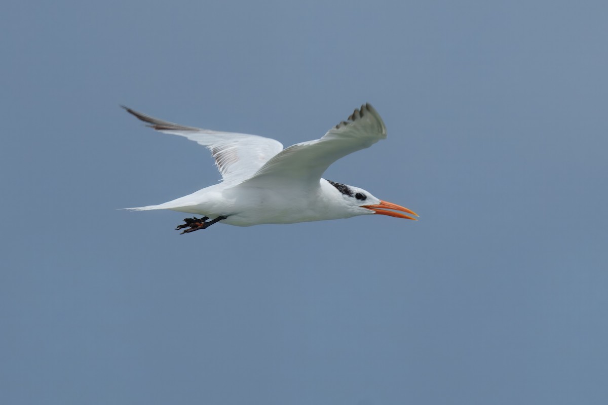 Royal Tern - ML643842327