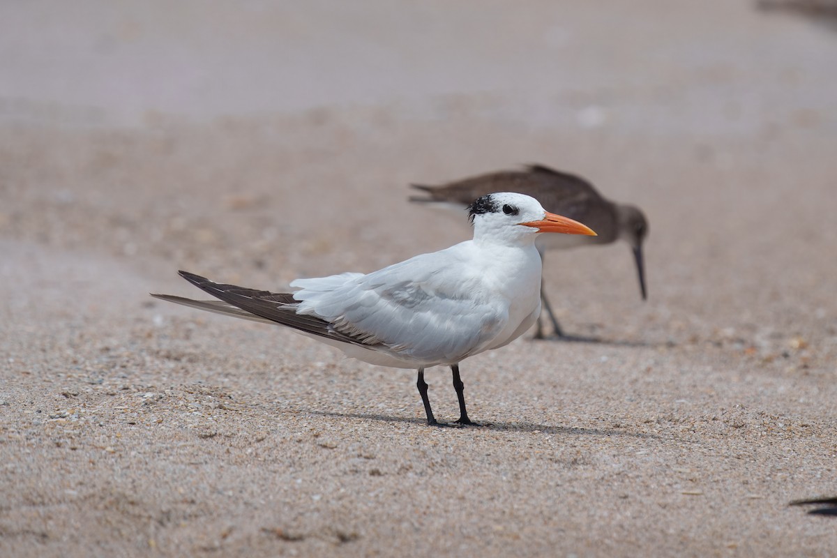 Royal Tern - ML643842328