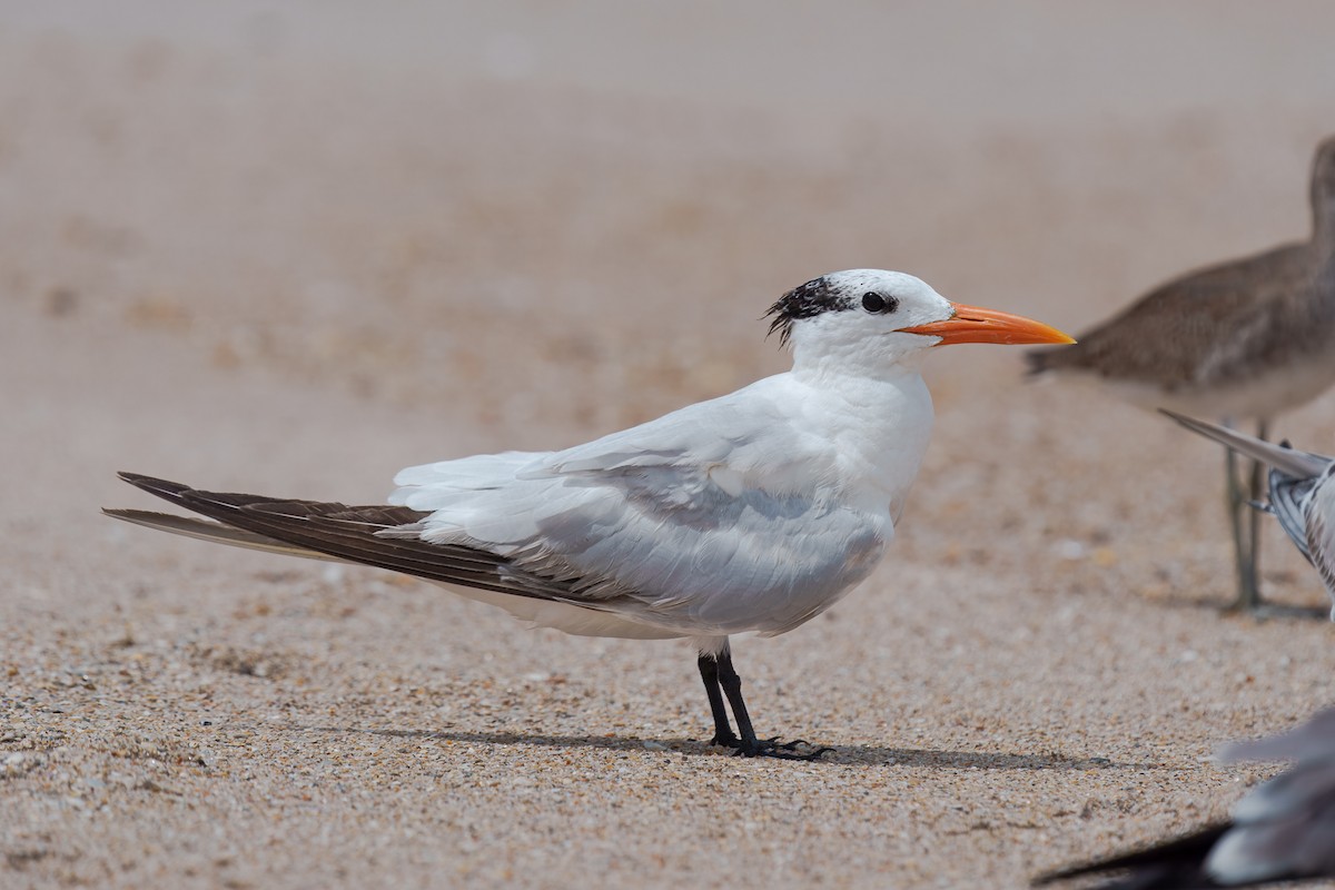 Royal Tern - ML643842329