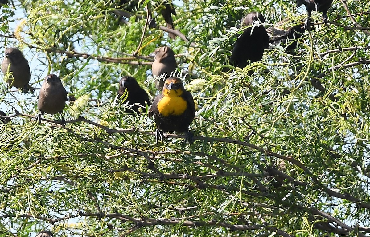 Yellow-headed Blackbird - ML643842350