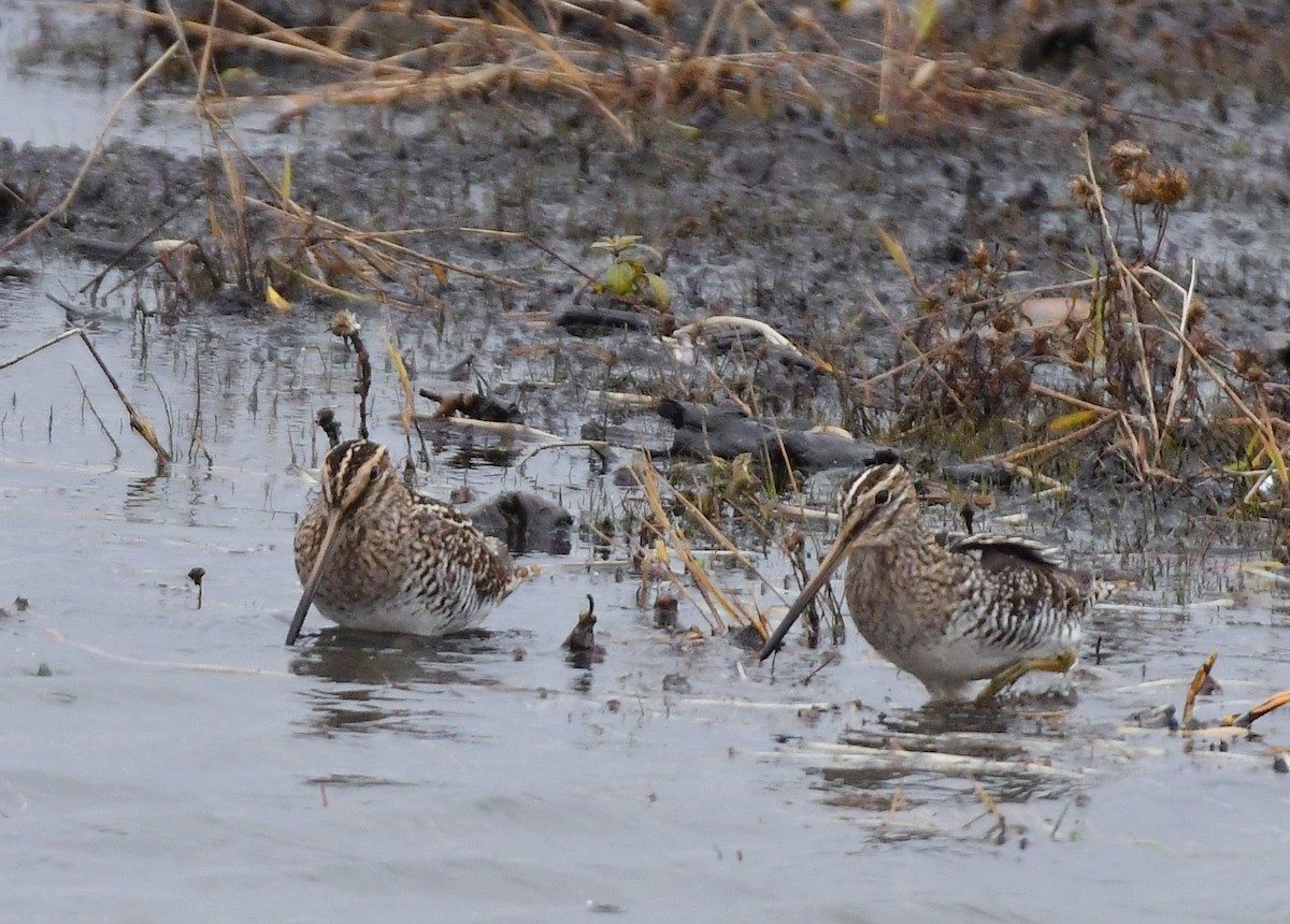 Wilson's Snipe - ML643842361