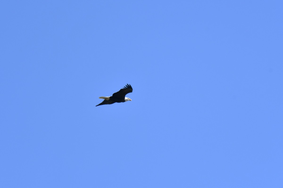Bald Eagle - ML643842373