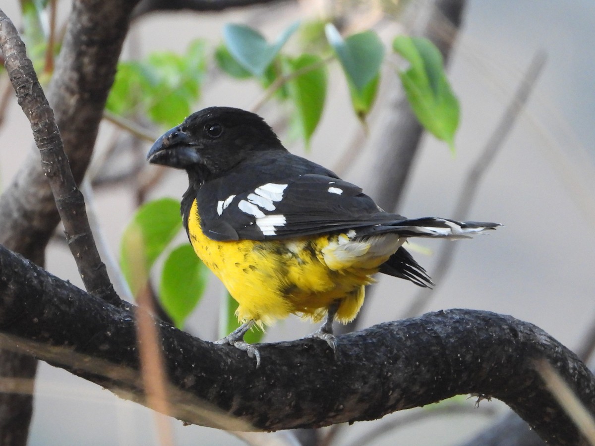 Black-backed Grosbeak - ML643842385