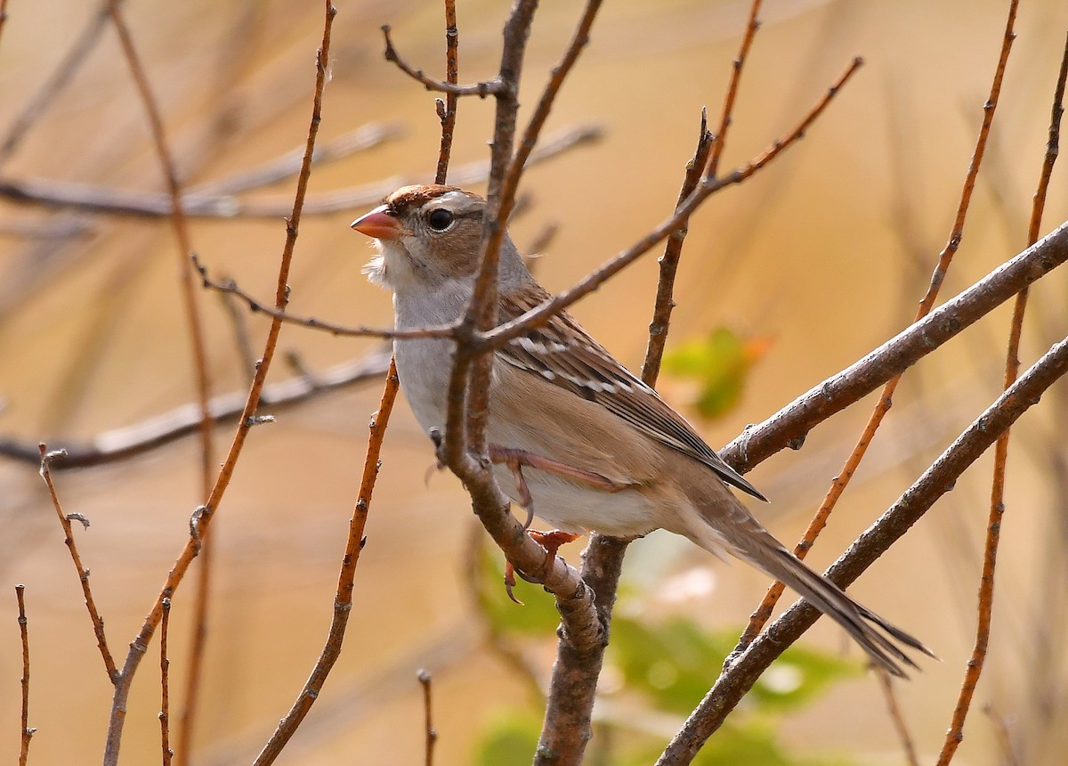 White-crowned Sparrow - ML643842386